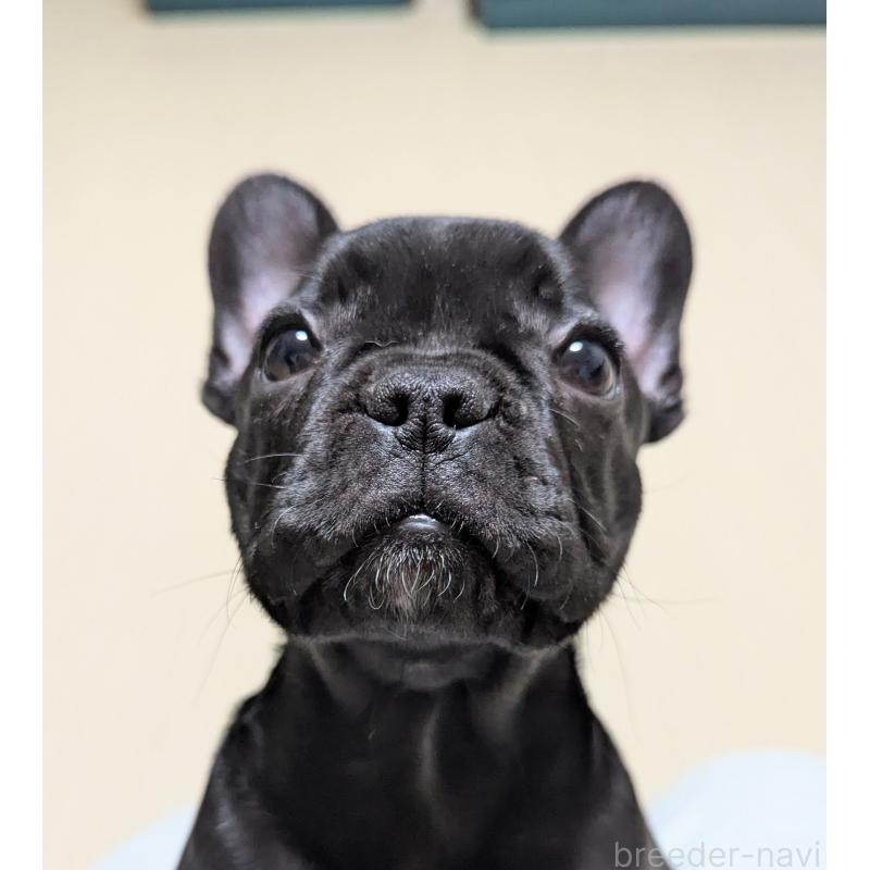 販売中の三重県のフレンチブルドッグ-426295の5枚目