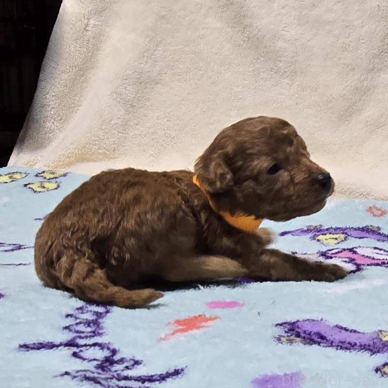 販売中の岡山県のトイプードル-431695の4枚目