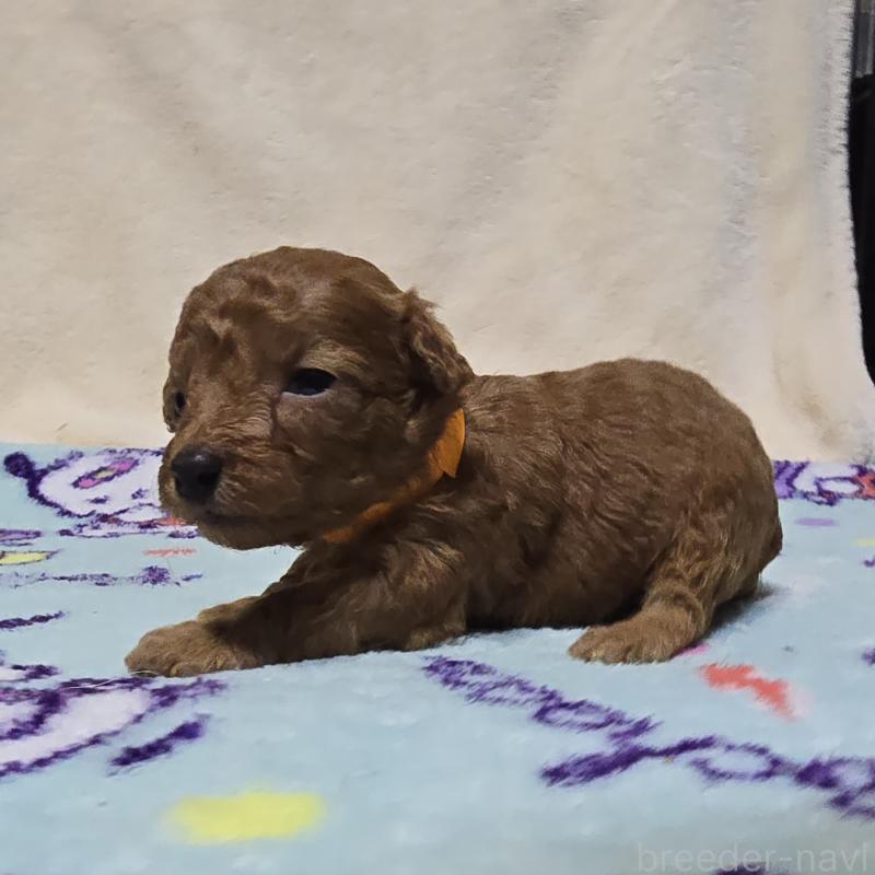 販売中の岡山県のトイプードル-431695の3枚目