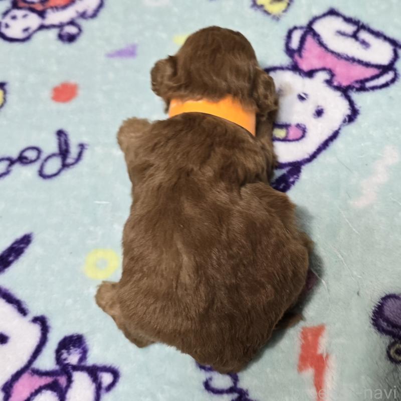 販売中の岡山県のトイプードル-431695の2枚目