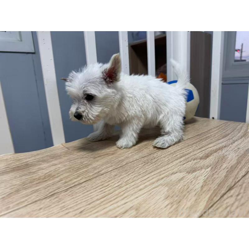 販売中の栃木県のウエストハイランドホワイトテリア(ウエスティ)-431696の8枚目