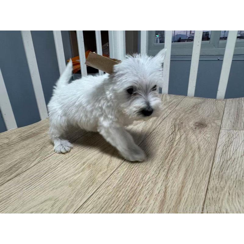 販売中の栃木県のウエストハイランドホワイトテリア(ウエスティ)-431696の7枚目