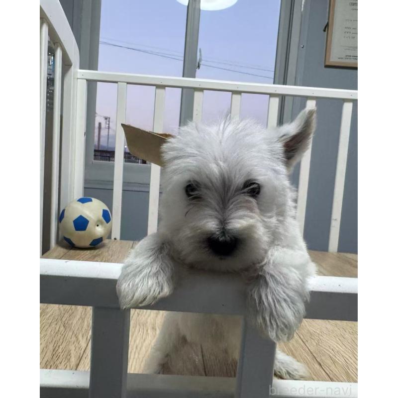 販売中の栃木県のウエストハイランドホワイトテリア(ウエスティ)-431696の6枚目