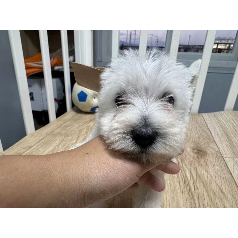 販売中の栃木県のウエストハイランドホワイトテリア(ウエスティ)-431696の5枚目