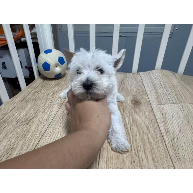 販売中の栃木県のウエストハイランドホワイトテリア(ウエスティ)-431696の4枚目