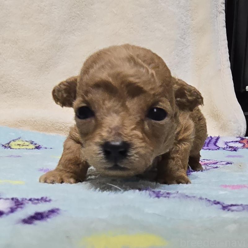 販売中の岡山県のトイプードル-431697の1枚目