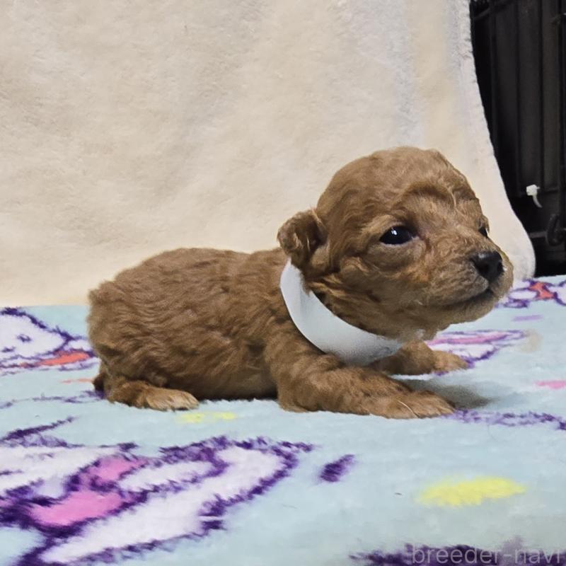 販売中の岡山県のトイプードル-431697の4枚目