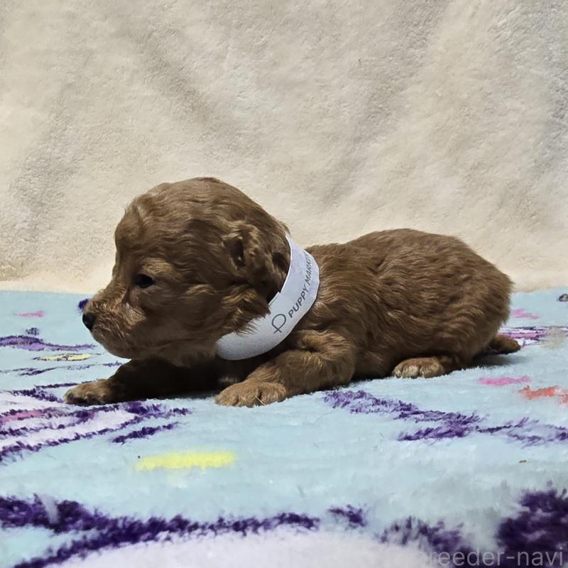 販売中の岡山県のトイプードル-431697の3枚目