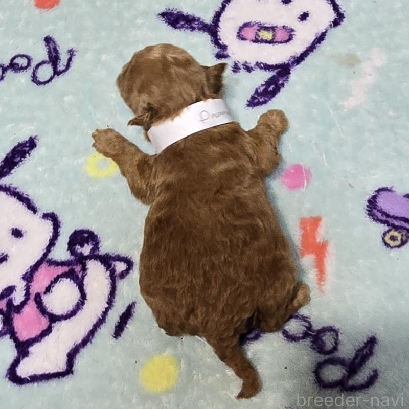 販売中の岡山県のトイプードル-431697の2枚目