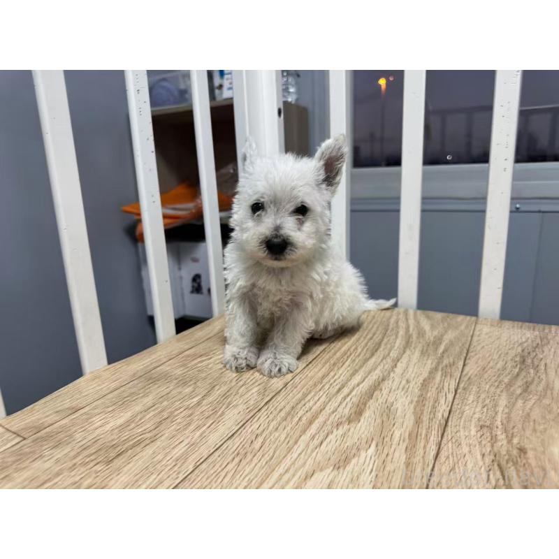 販売中の栃木県のウエストハイランドホワイトテリア(ウエスティ)-431698の9枚目