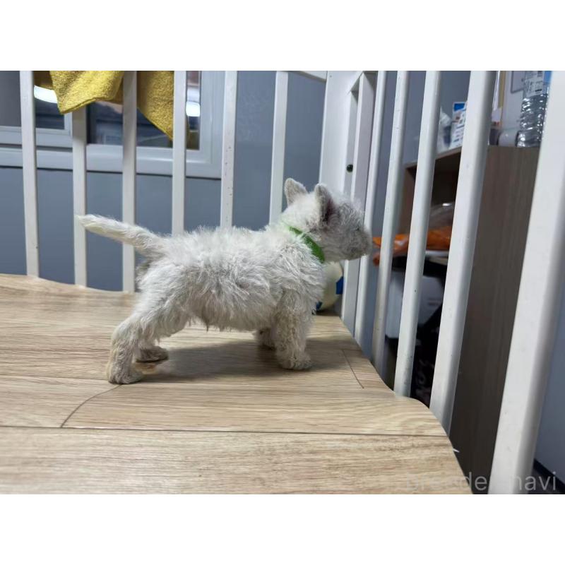 販売中の栃木県のウエストハイランドホワイトテリア(ウエスティ)-431698の8枚目