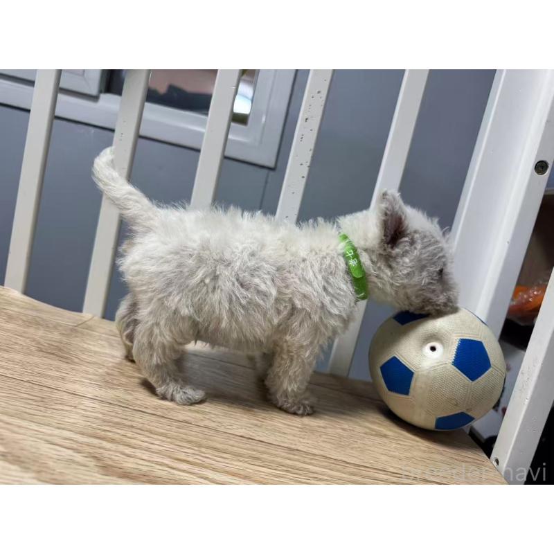 販売中の栃木県のウエストハイランドホワイトテリア(ウエスティ)-431698の7枚目