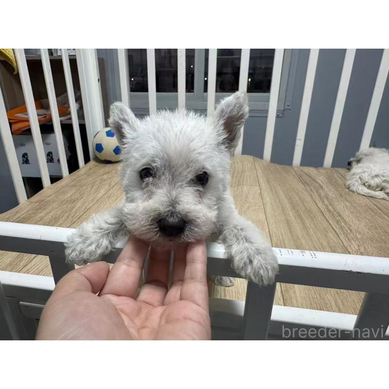 販売中の栃木県のウエストハイランドホワイトテリア(ウエスティ)-431698の6枚目