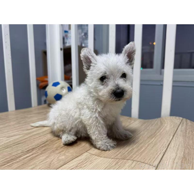 販売中の栃木県のウエストハイランドホワイトテリア(ウエスティ)-431698の5枚目