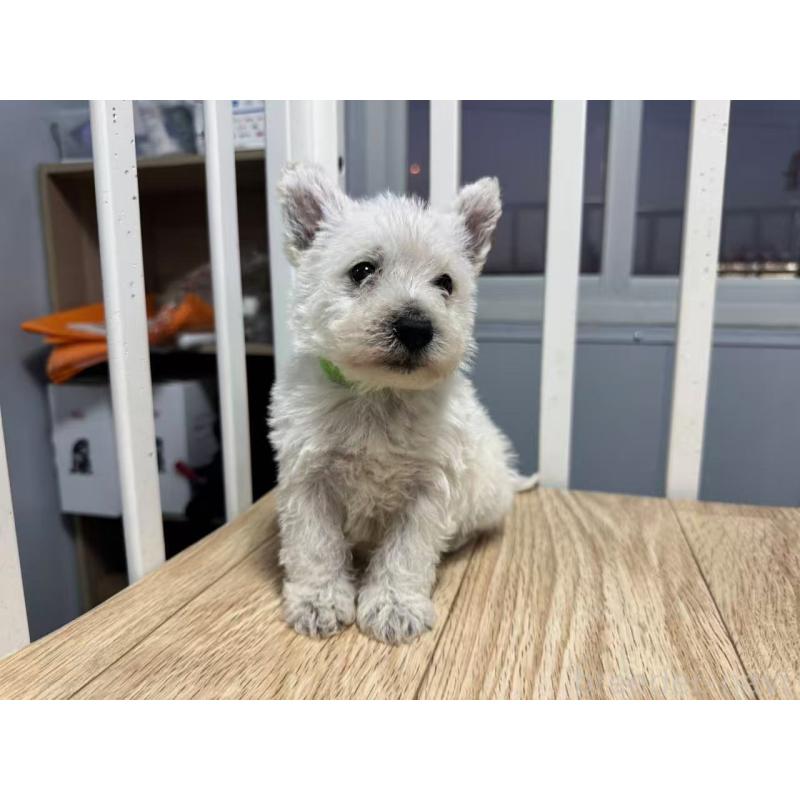 販売中の栃木県のウエストハイランドホワイトテリア(ウエスティ)-431698の4枚目