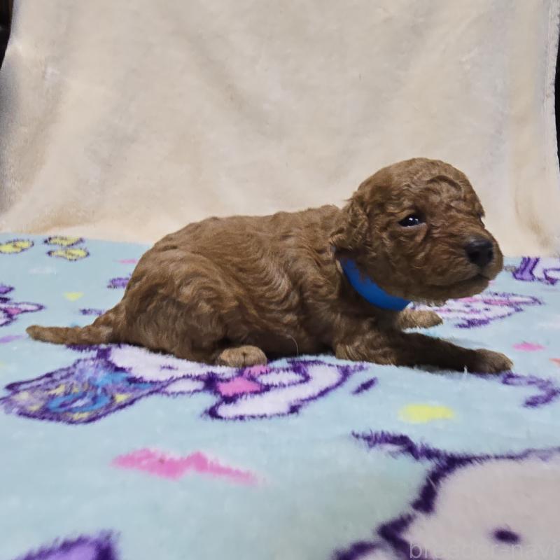 販売中の岡山県のトイプードル-431699の4枚目