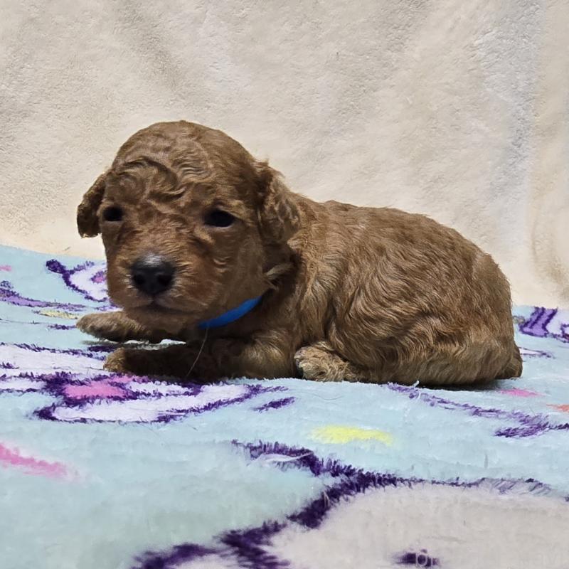 販売中の岡山県のトイプードル-431699の3枚目