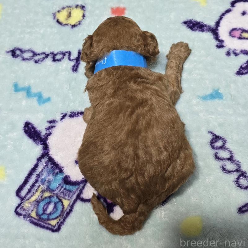 販売中の岡山県のトイプードル-431699の2枚目