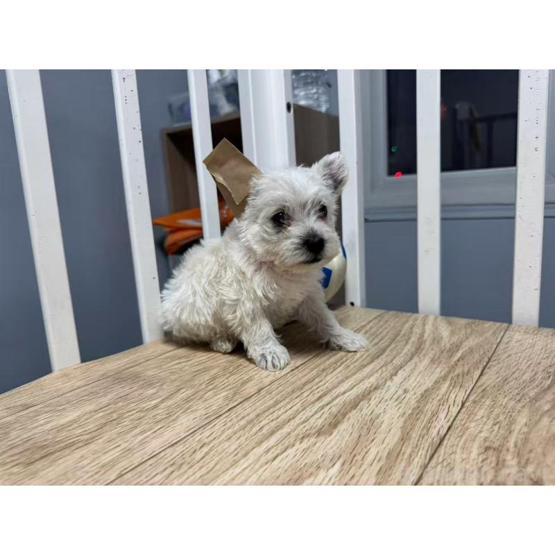 販売中の栃木県のウエストハイランドホワイトテリア(ウエスティ)-431700の7枚目