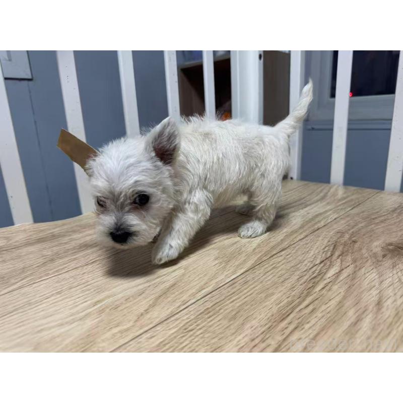 販売中の栃木県のウエストハイランドホワイトテリア(ウエスティ)-431700の6枚目