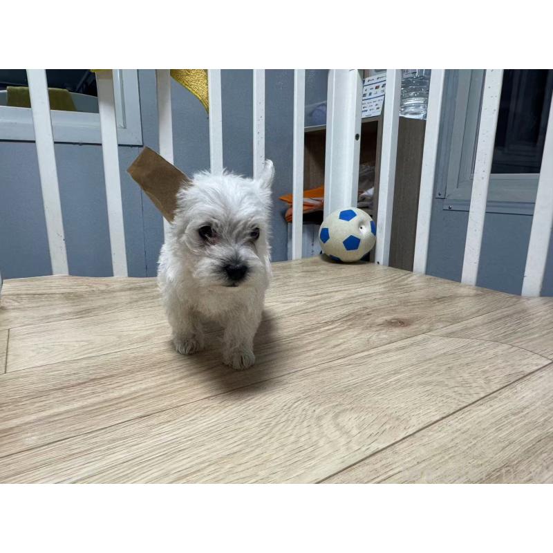 販売中の栃木県のウエストハイランドホワイトテリア(ウエスティ)-431700の5枚目