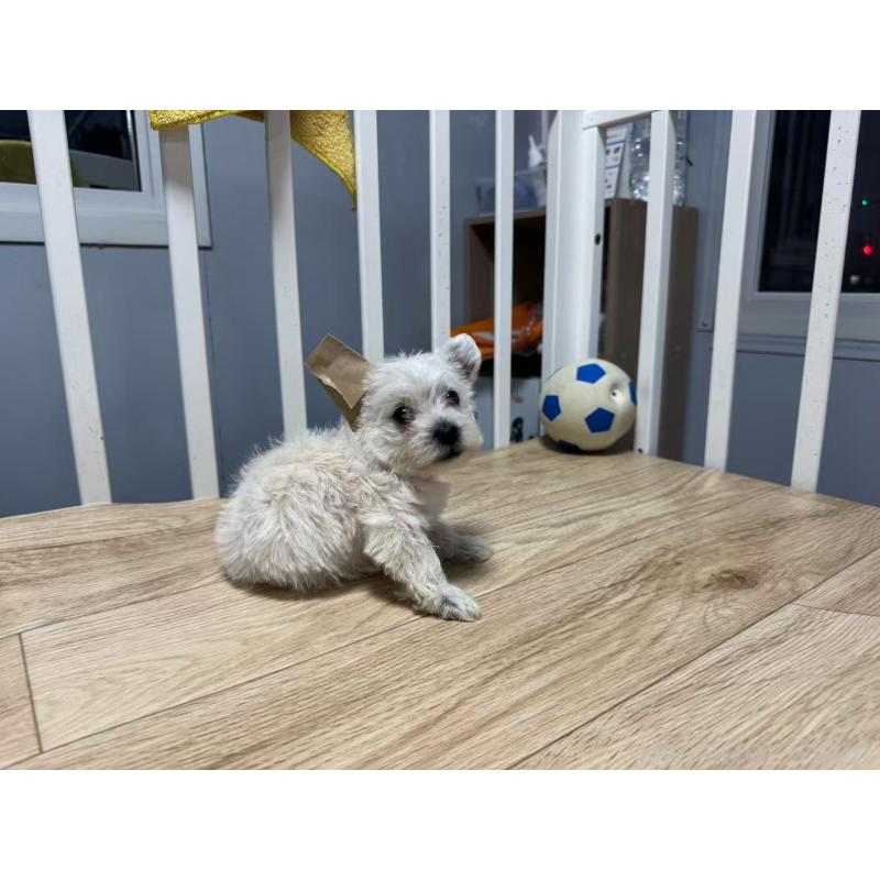 販売中の栃木県のウエストハイランドホワイトテリア(ウエスティ)-431700の4枚目