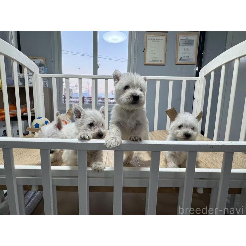 販売中の栃木県のウエストハイランドホワイトテリア(ウエスティ)-431700の3枚目