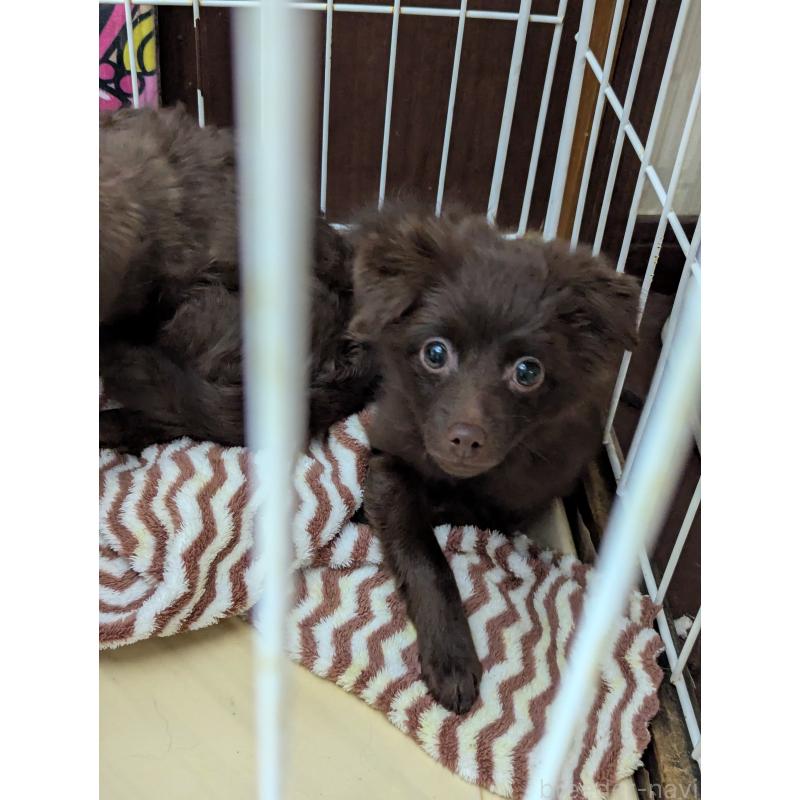 販売中の宮城県のポメプー:ポメラニアン×トイプードル-418611の2枚目