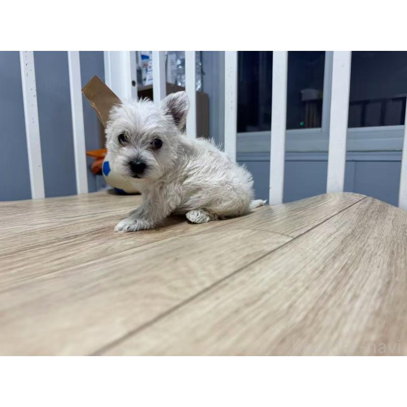 販売中の栃木県のウエストハイランドホワイトテリア(ウエスティ)-431701の7枚目