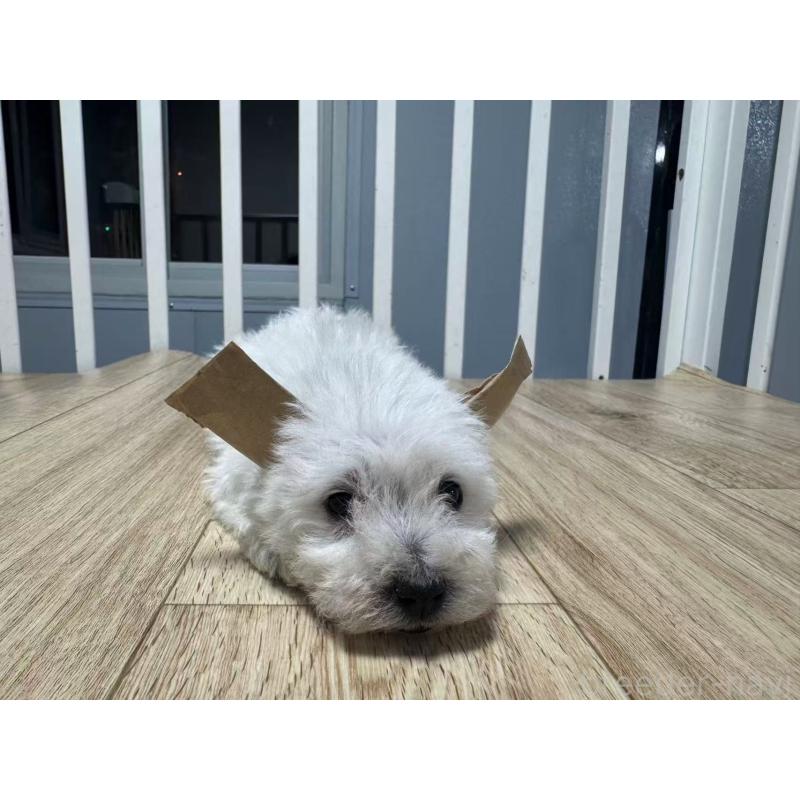 販売中の栃木県のウエストハイランドホワイトテリア(ウエスティ)-431701の5枚目