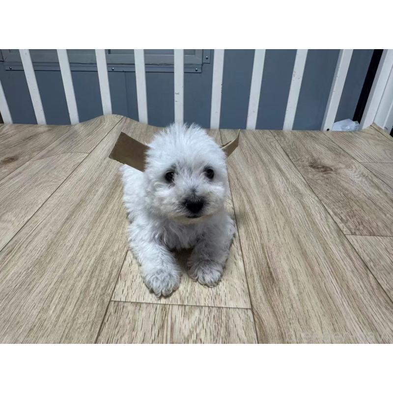 販売中の栃木県のウエストハイランドホワイトテリア(ウエスティ)-431701の4枚目