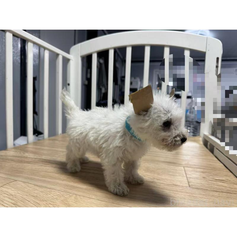 販売中の栃木県のウエストハイランドホワイトテリア(ウエスティ)-431701の3枚目