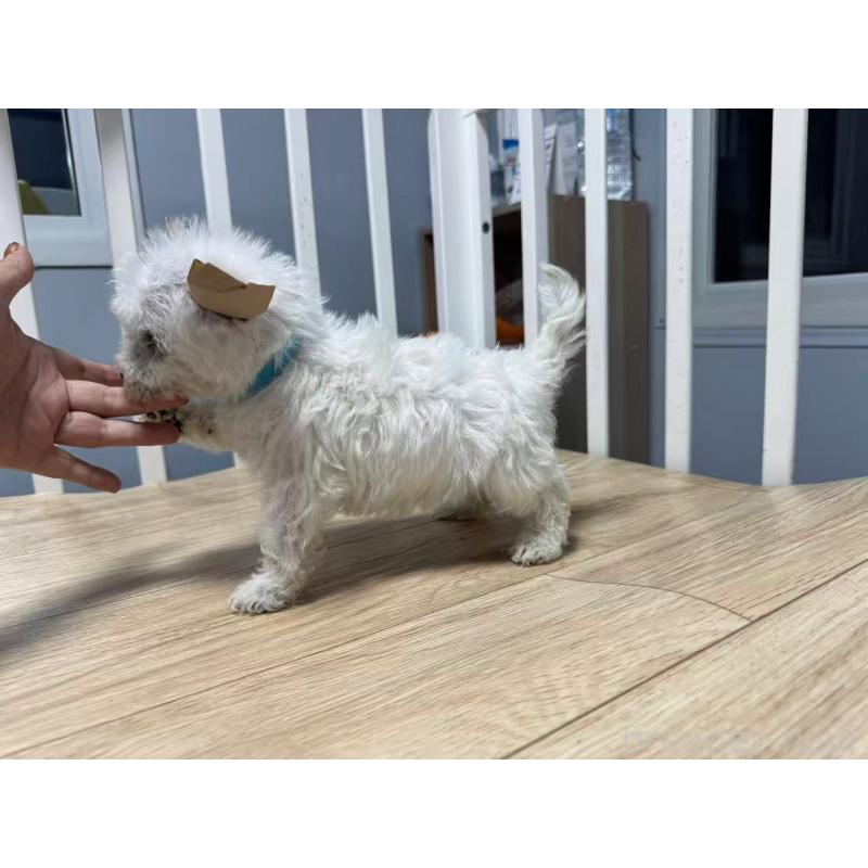 販売中の栃木県のウエストハイランドホワイトテリア(ウエスティ)-431701の2枚目