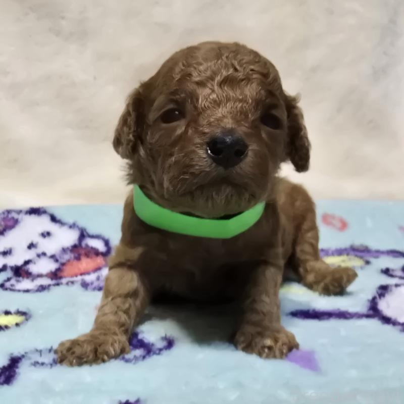 販売中の岡山県のトイプードル-431702