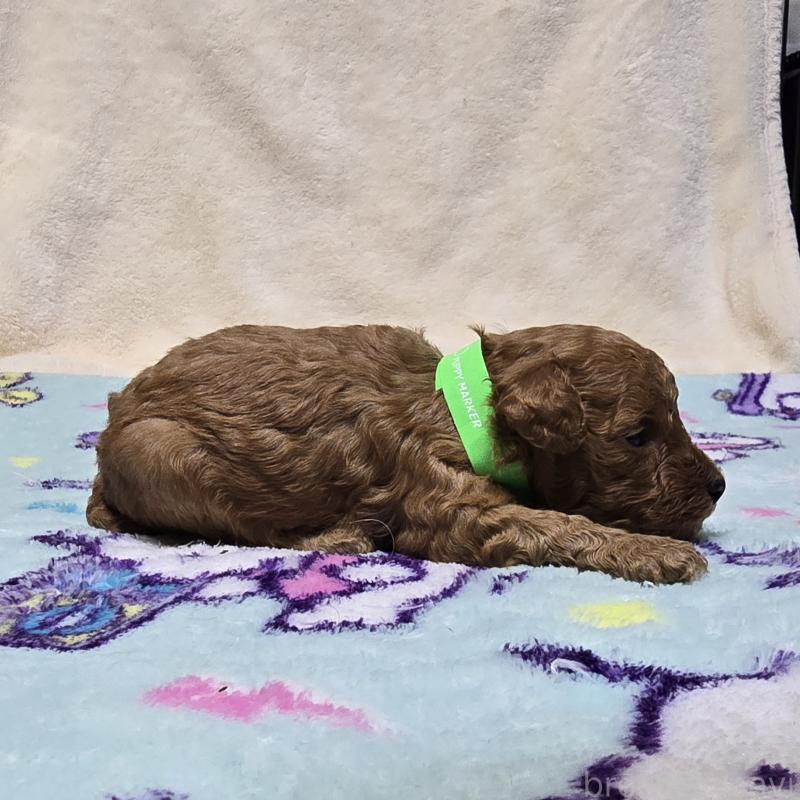 販売中の岡山県のトイプードル-431702の4枚目