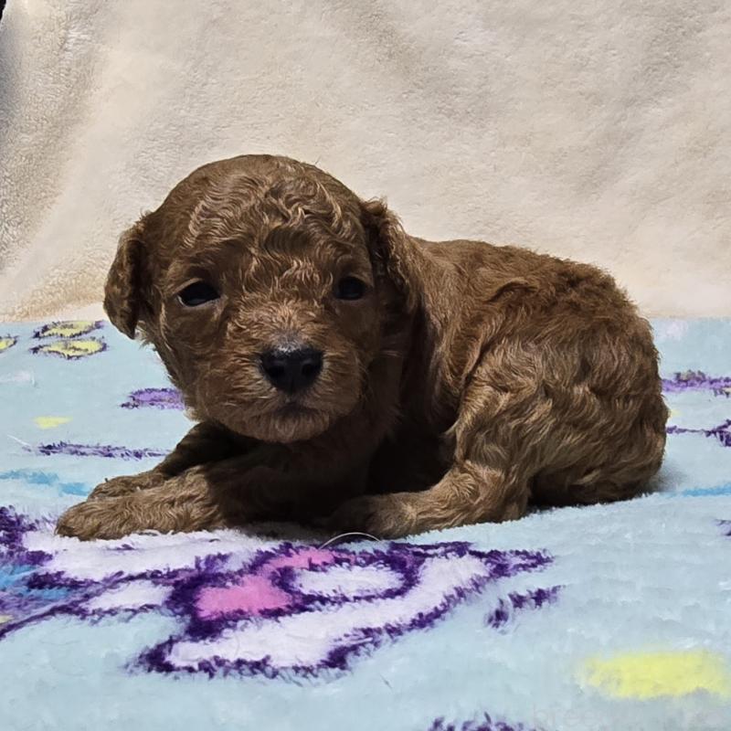 販売中の岡山県のトイプードル-431702の3枚目