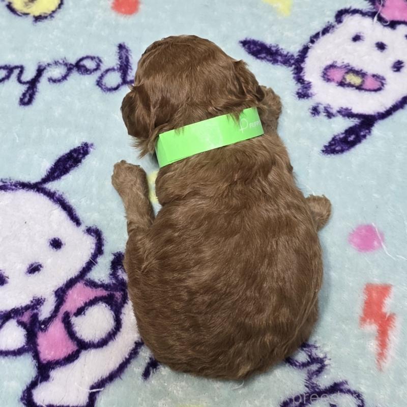 販売中の岡山県のトイプードル-431702の2枚目