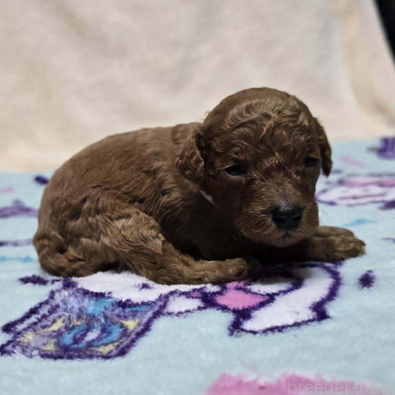 販売中の岡山県のトイプードル-431703の4枚目