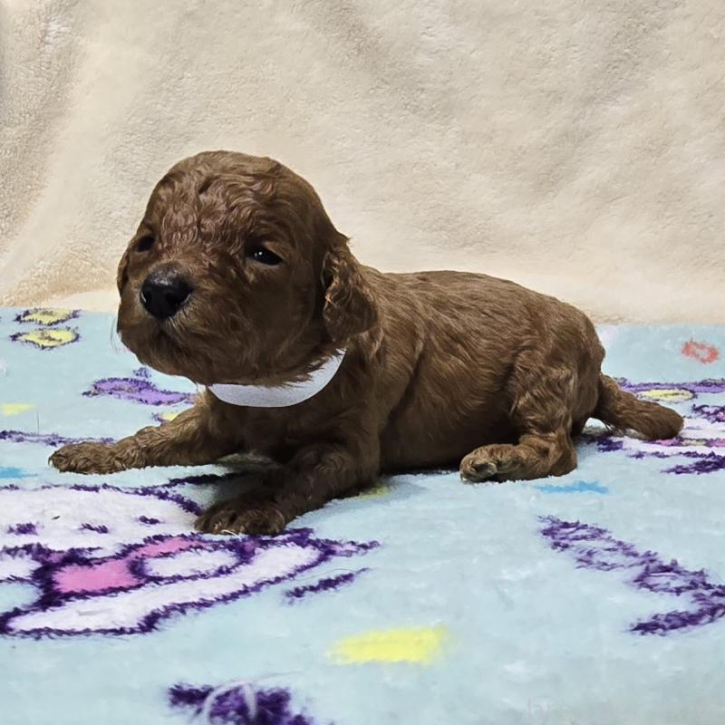 販売中の岡山県のトイプードル-431703の3枚目