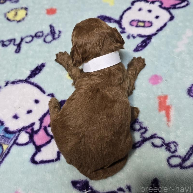 販売中の岡山県のトイプードル-431703の2枚目