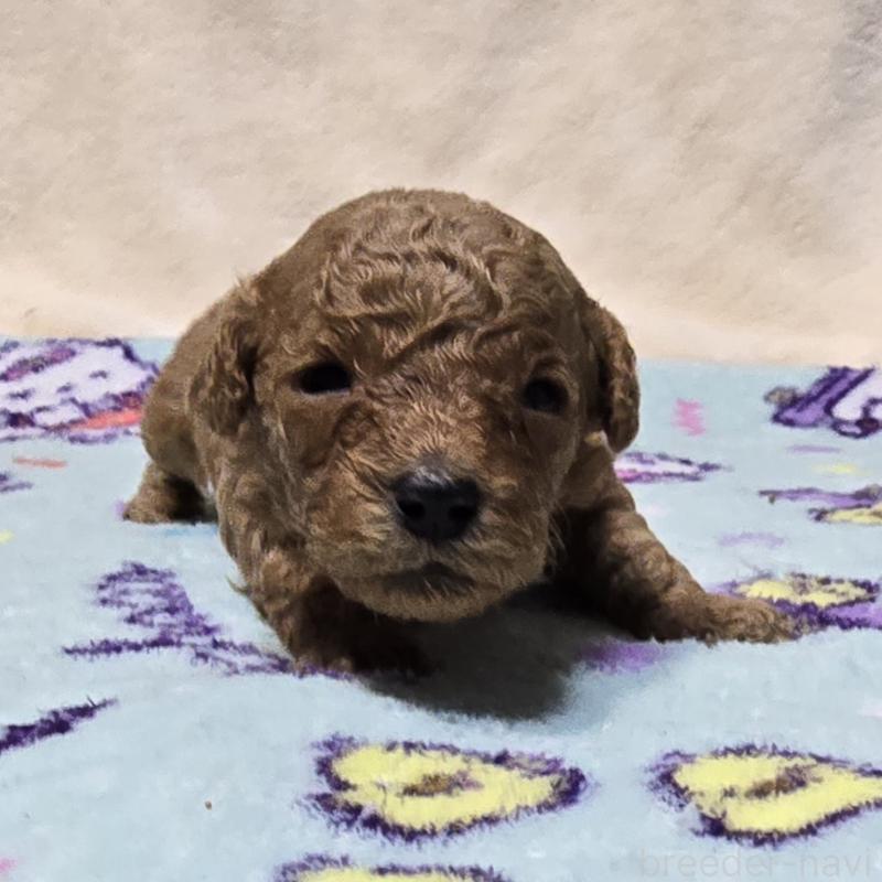 販売中の岡山県のトイプードル-431704