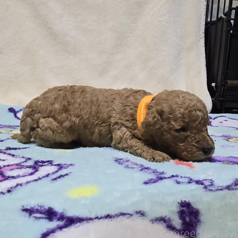 販売中の岡山県のトイプードル-431704の4枚目