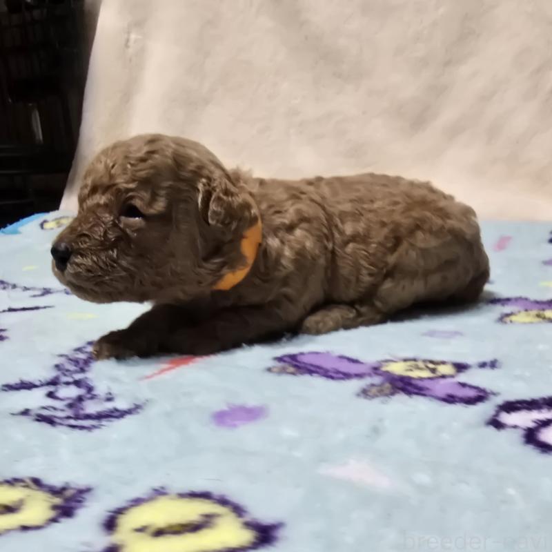 販売中の岡山県のトイプードル-431704の3枚目