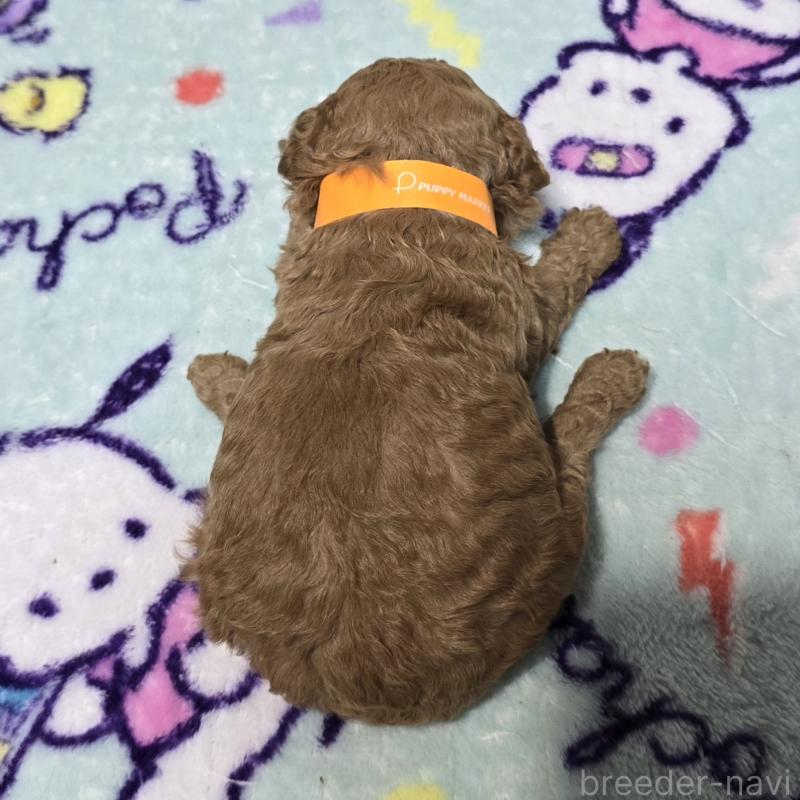 販売中の岡山県のトイプードル-431704の2枚目