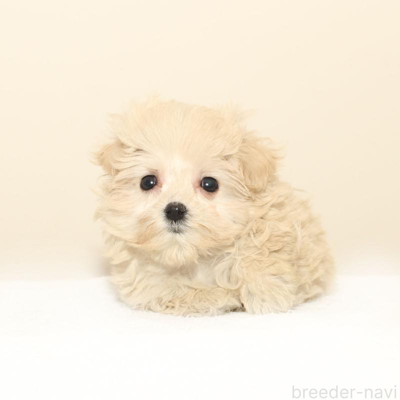 販売中の熊本県のマルプー:マルチーズ×トイプードル-431705