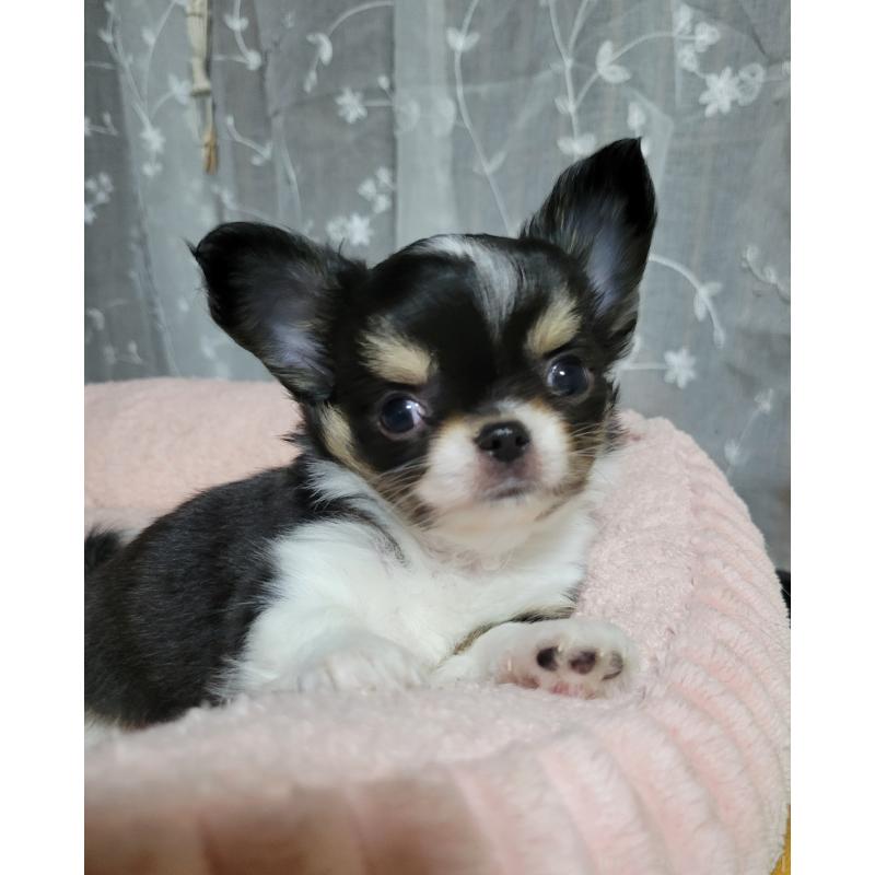 成約済の千葉県のチワワ(ロングコート)-424444の9枚目