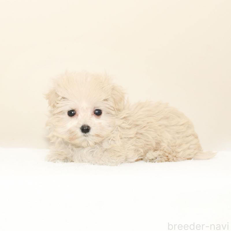 成約済の熊本県のマルプー:マルチーズ×トイプードル-431705の3枚目