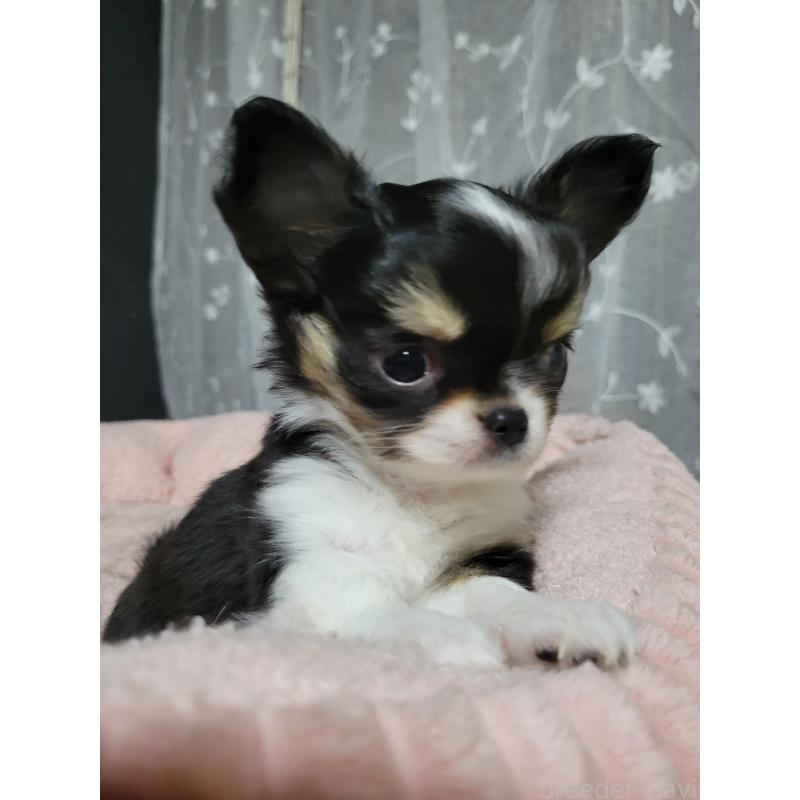 成約済の千葉県のチワワ(ロングコート)-424444の8枚目