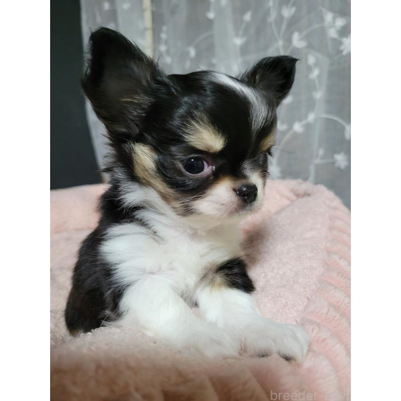 成約済の千葉県のチワワ(ロングコート)-424444の7枚目