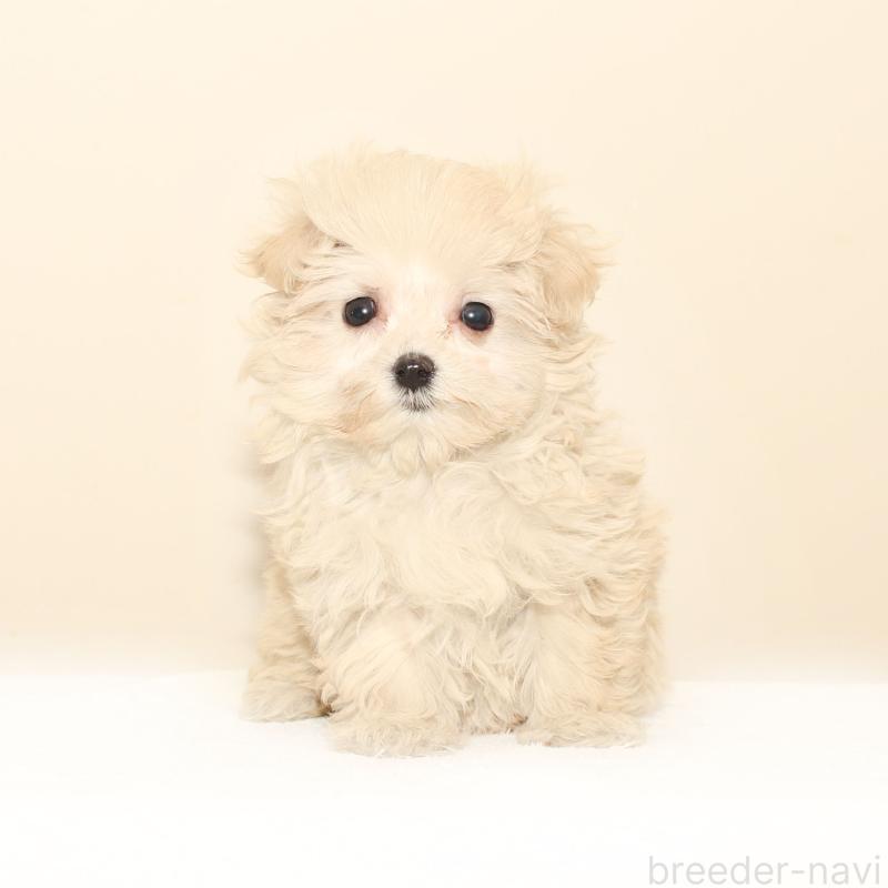 成約済の熊本県のマルプー:マルチーズ×トイプードル-431705の2枚目